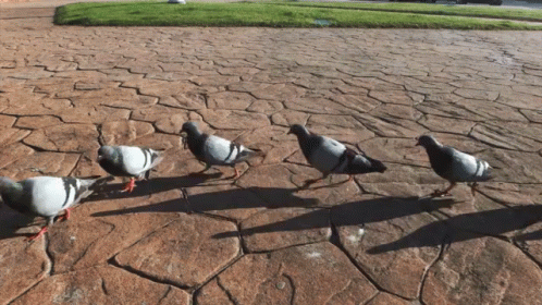 March Forth Pigeons GIF - March Forth Pigeons Animals GIFs