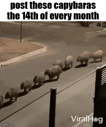 a group of capybaras are walking down a street .