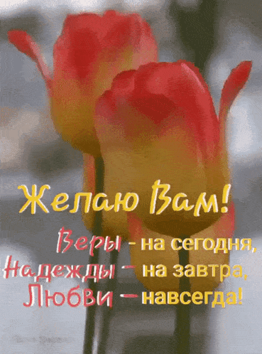 a greeting card in russian with two flowers