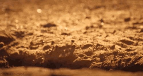 Meerkat Popping Up GIF - Meerkat Popping Up Cute GIFs
