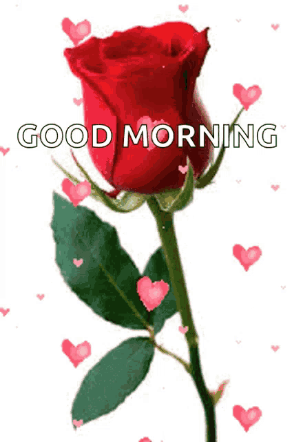 a red rose is surrounded by hearts and the words good morning