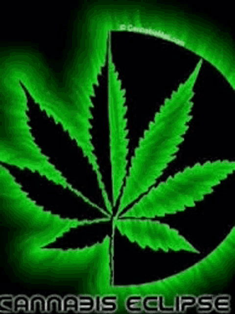 a green marijuana leaf on a black background with the words `` cannabis eclipse '' written below it .