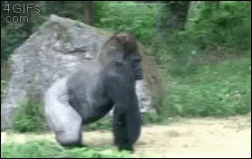 Gorilla Walk Out GIF - Gorilla Walk Out Walking Away GIFs