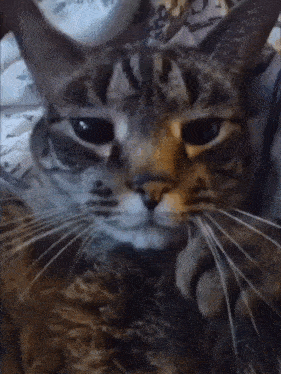 a close up of a cat 's face with a sad look on its face