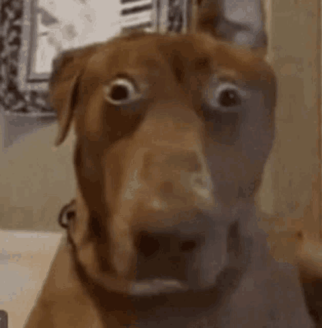 a brown dog with a surprised look on its face .