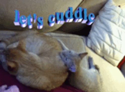 Cuddle Cat GIF - Cuddle Cat Cute GIFs