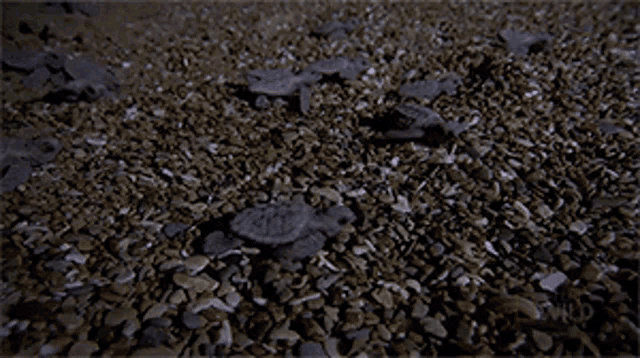 a group of sea turtles are crawling on a pile of rocks on a beach