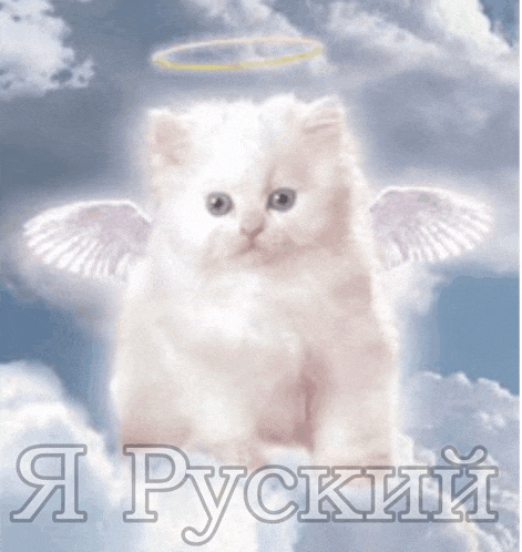 a white kitten with angel wings and a halo on its head is sitting in the clouds