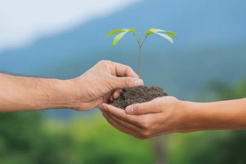 Nature Hands GIF - Nature Hands Plant GIFs
