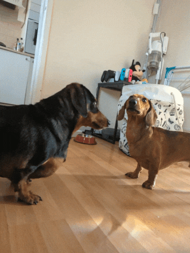 two dachshunds looking at each other in a room