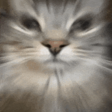 Cat Car GIF - Cat Car Silly GIFs