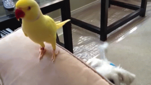Hey There GIF - Dog Bird Curious GIFs