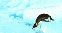 Funny Animals Penguins GIF - Funny Animals Penguins Jump GIFs