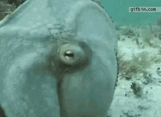 a close up of an octopus in the water with a gifbin.com watermark