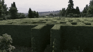 a maze with trees in the background is surrounded by a hedge
