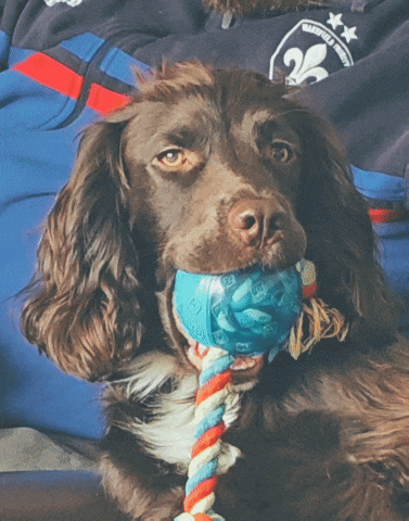 a brown dog with a blue ball in its mouth is wearing a shirt that says guardians