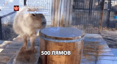 a capybara standing next to a wooden barrel that says 500 ramov