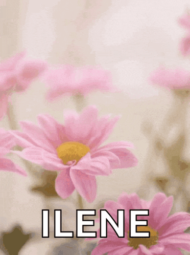 a happy mother 's day card with pink flowers
