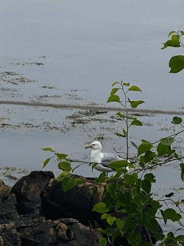 a seagull perched on a tree branch near the water