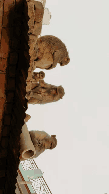 a group of monkeys sitting on a roof