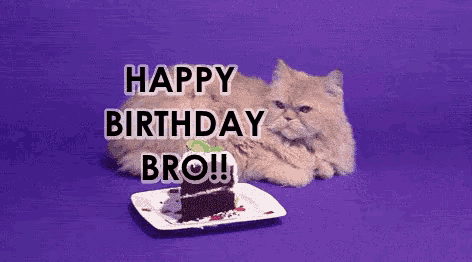 a cat is laying next to a piece of cake that says happy birthday bro !!
