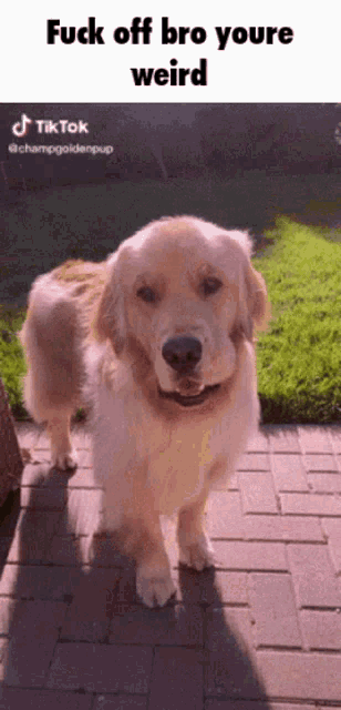 a dog is standing on a brick sidewalk with a caption that says " fuck off bro youre weird "