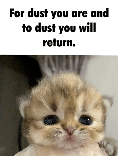 Dust Cat GIF - Dust Cat Kitty GIFs