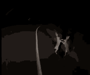 a cat is standing in the dark with its tail hanging from a wall .