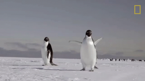 Flapping My Arms Continent7 GIF - Flapping My Arms Continent7 Antarctica GIFs