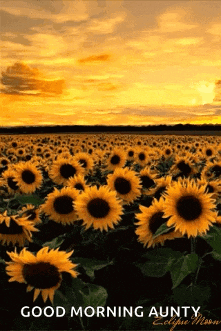 a field of sunflowers with the words good morning aunty