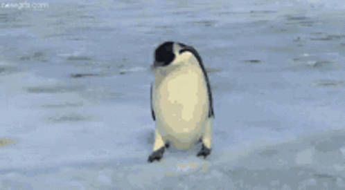 Well That Sucks Lolol GIF - Well That Sucks Lolol Penguin GIFs