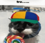 a cat wearing a colorful hat is holding a lollipop .