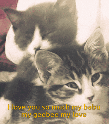 two cats are laying on top of each other with the words i love you so much my babu my geebee my love