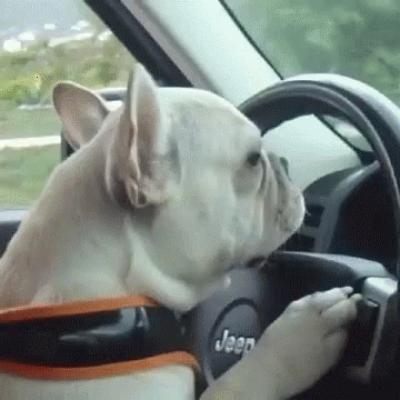 Dogs Drive GIF - Dogs Drive Sleepy GIFs