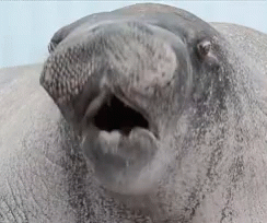 Seal Excited GIF - Seal Excited Sexy GIFs