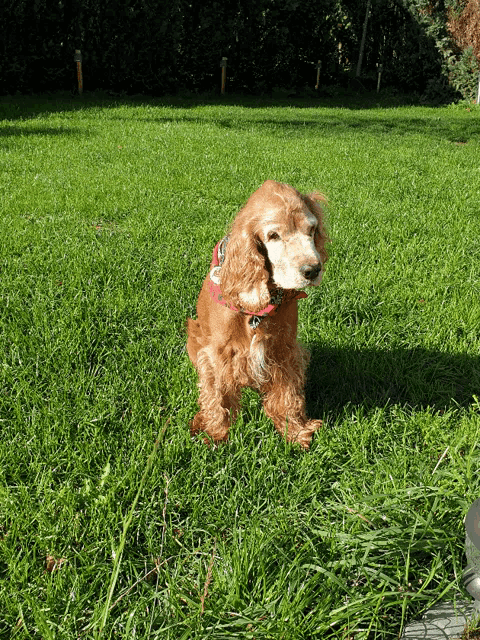 a cocker spaniel wearing a red and white collar is sitting in the grass