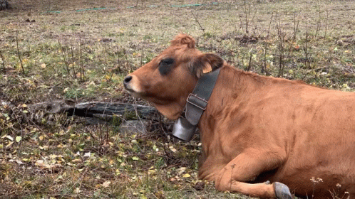 Vache Cows GIF - Vache Cows Lol GIFs