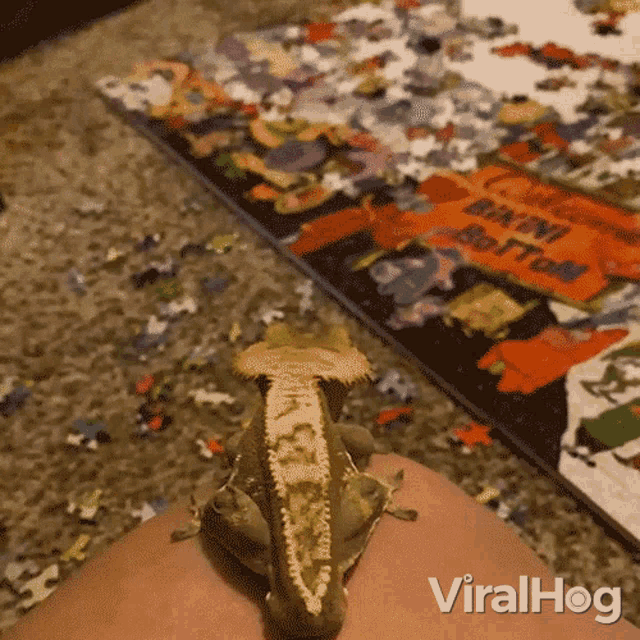 Leap Fail Viralhog GIF - Leap Fail Viralhog Crested Gecko GIFs