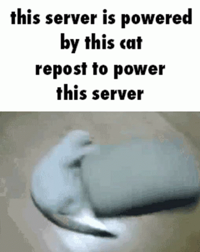Cat Meme GIF - Cat Meme Stolen Meme GIFs