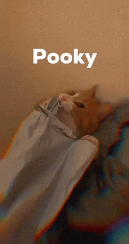 Pooky Pookie GIF - Pooky Pookie GIFs
