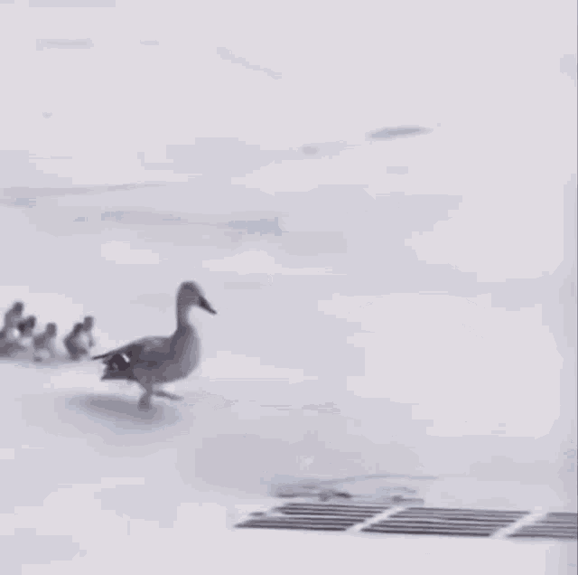 a duck and ducklings are walking on a snowy surface