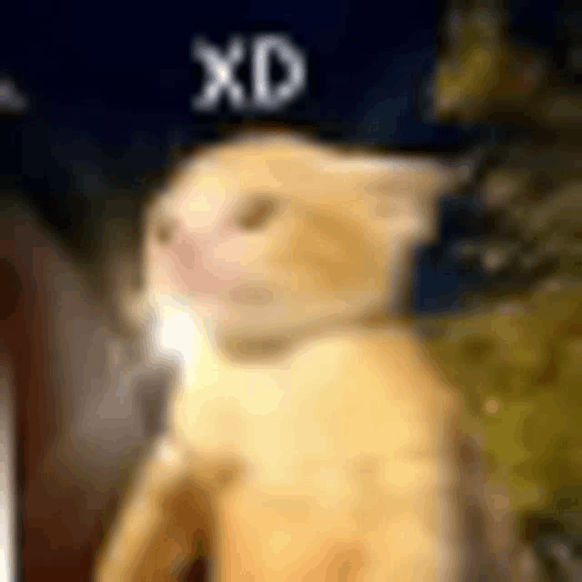a blurry picture of a cat with xd written on it .