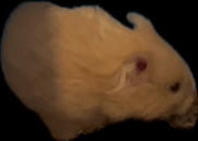 Hamster Besthamster GIF - Hamster Besthamster GIFs