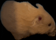 a close up of a hamster 's face on a black background