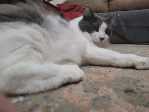 a gray and white cat is laying on the floor