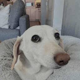 a white dog is laying on a blanket in front of a couch