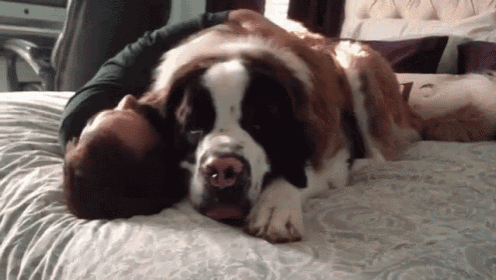 We Shall Lay Here Forever GIF - Dog Laydown Owner GIFs