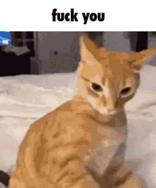 a cat is sitting on a bed and looking at the camera with the words `` fuck you '' above it .