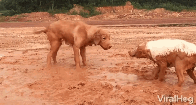 Playing Dogs Cute GIF - Playing Dogs Cute Playing At Mud GIFs