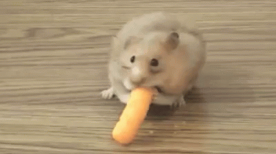 Carrots Hamster GIF - Carrots Hamster Nibble GIFs